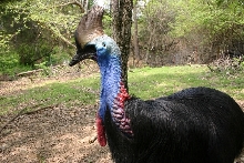 Female Cassowary