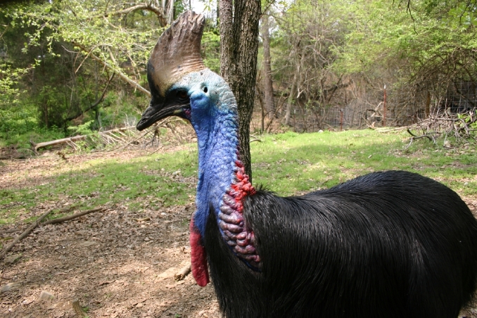 Female Cassowary