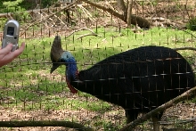 Female Cassowary