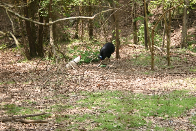 Male Cassowary with Eggs