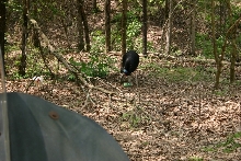 Male Cassowary with Eggs