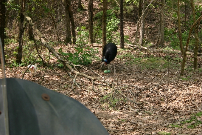 Male Cassowary with Eggs