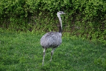 Gray Male Rhea