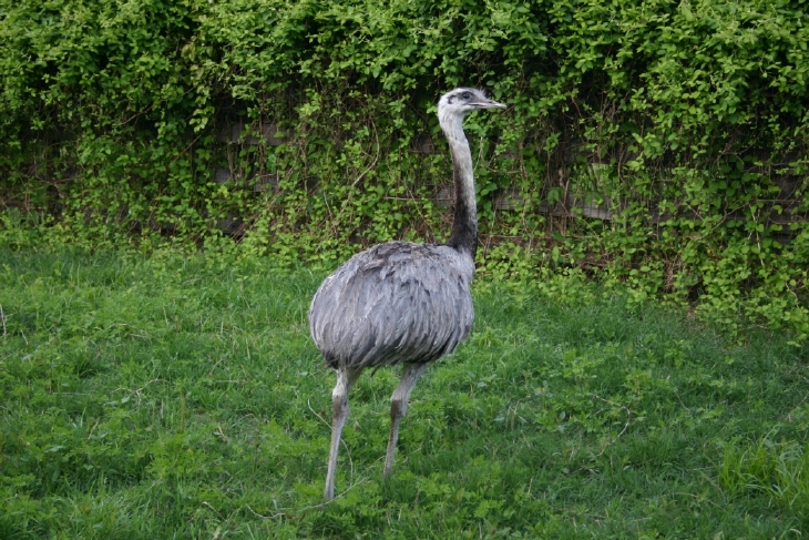 Gray Male Rhea