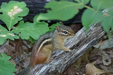 Chipmunk