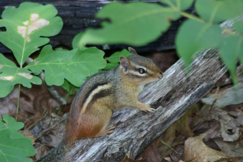 Chipmunk