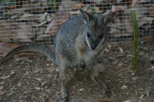 Dama Wallaby, Female