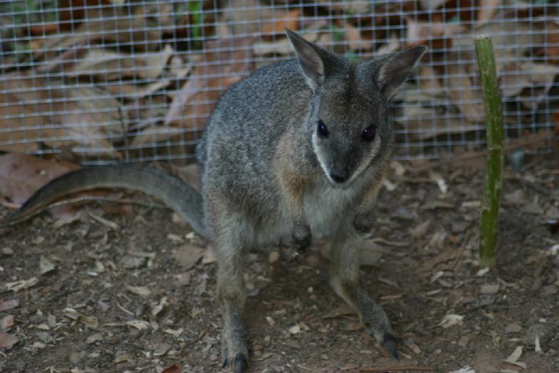 Dama Wallaby, Female