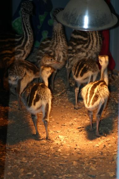 Rhea and Emu Chicks