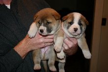 Singer Puppies