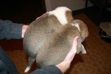 Singer Puppies