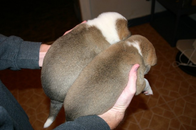 Singer Puppies