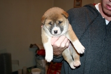 Singer Pup