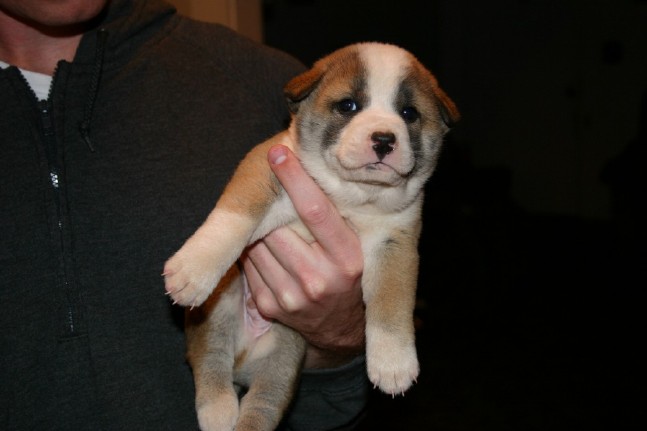 Singer Pup