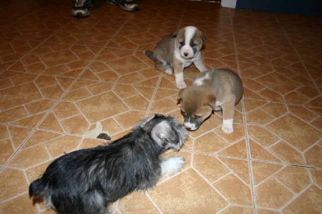 Singer Puppies and Elara