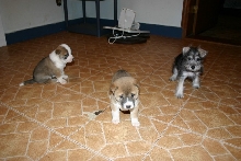 Singer Puppies and Elara