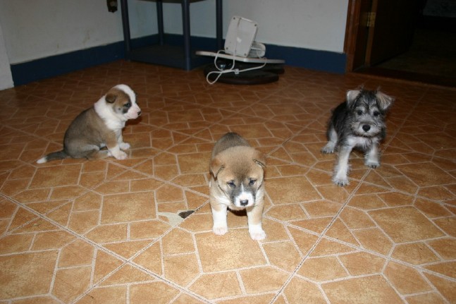 Singer Puppies and Elara