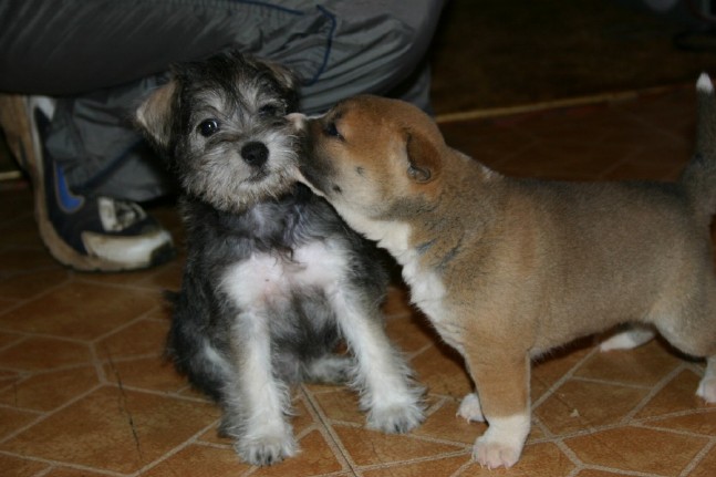 Singer Pup and Elara