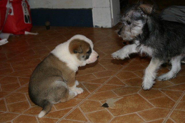 Singer Pup and Elara