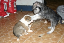 Singer Pup and Elara