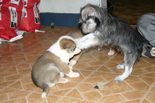 Singer Pup and Elara