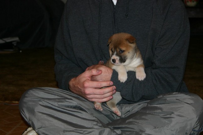 Singer Pup