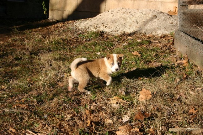 Singer Pup