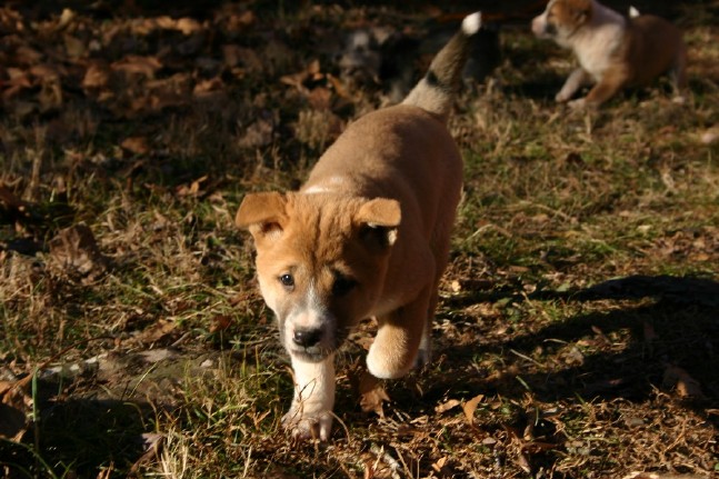 Singer Pup