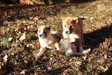 Singer Pups