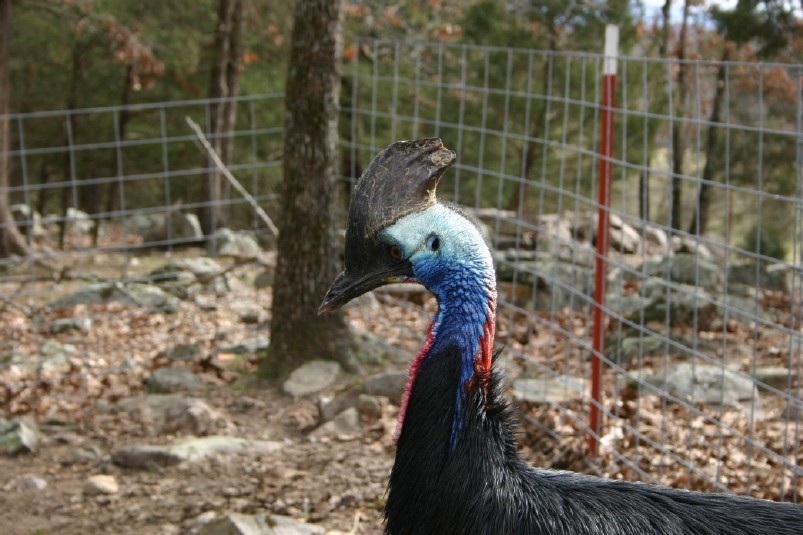 Male Cassowary