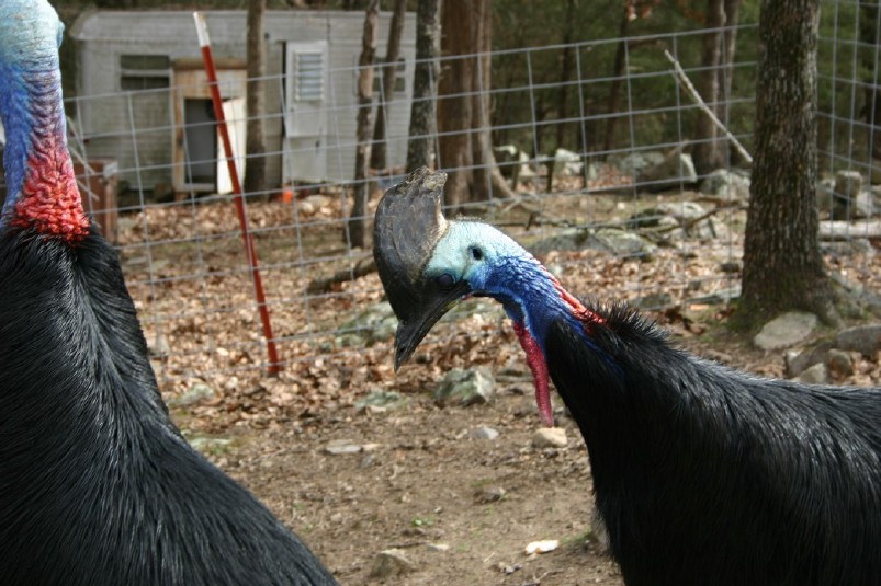 Male courting Female