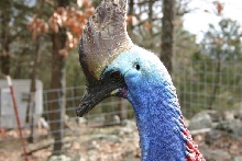Female Cassowary
