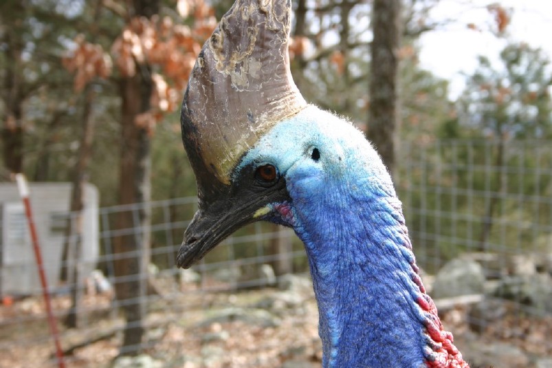 Female Cassowary