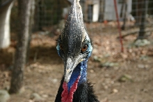 Male Cassowary