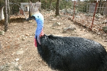Female Cassowary