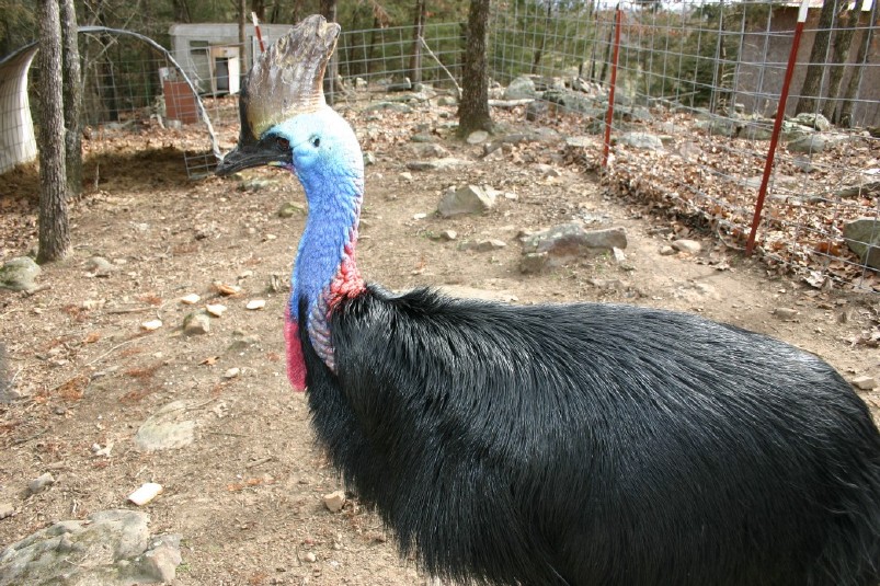 Female Cassowary