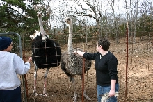 Kris and a pair of Ostriches