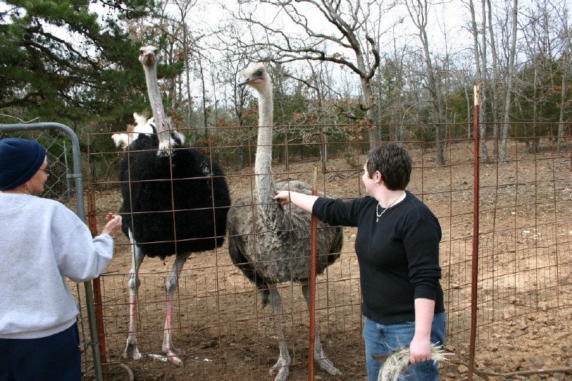 Kris and a pair of Ostriches