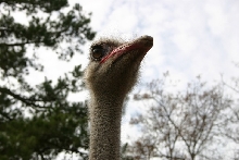 Male Ostrich Head Shot