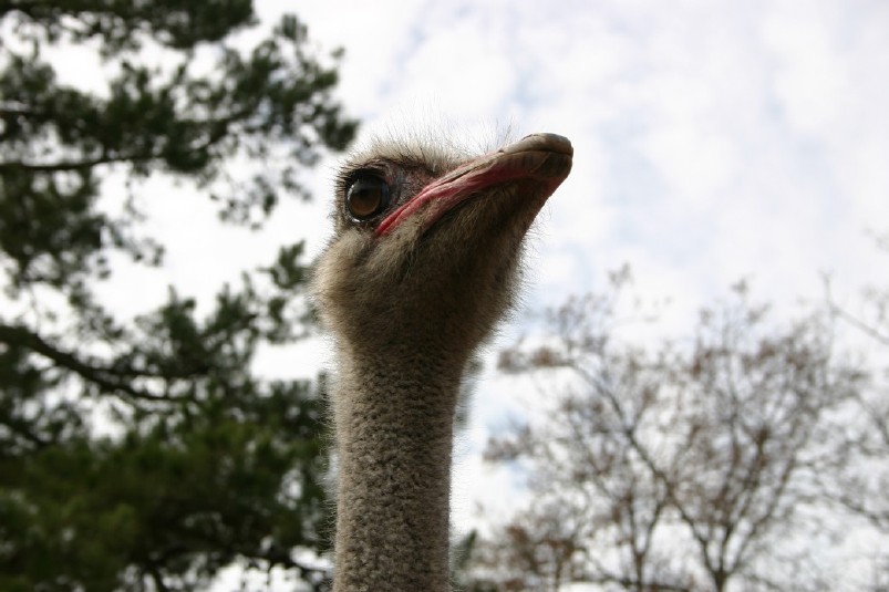 Male Ostrich Head Shot