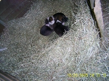 Singer Puppies