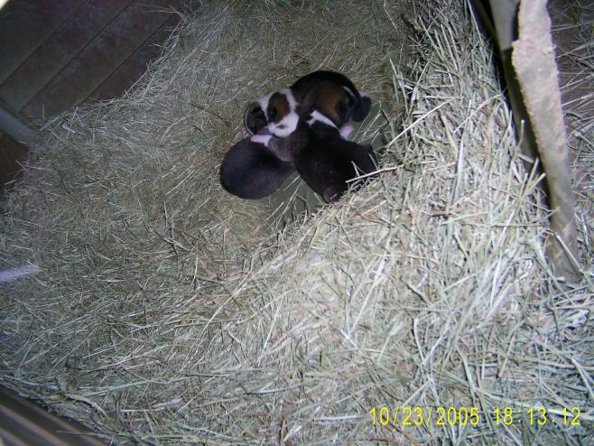 Singer Puppies