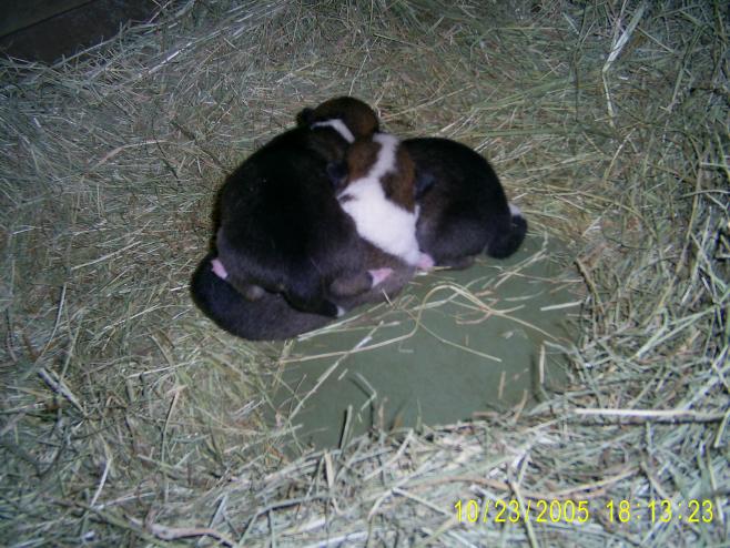 Singer Puppies