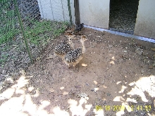 Ostrich Chicks
