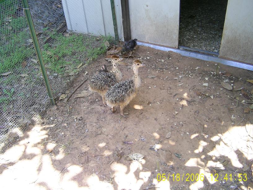 Ostrich Chicks
