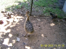 Ostrich Chicks
