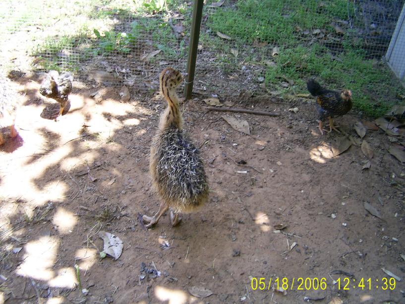 Ostrich Chicks