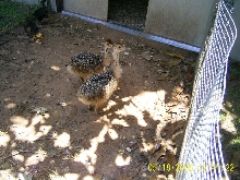 Ostrich Chicks