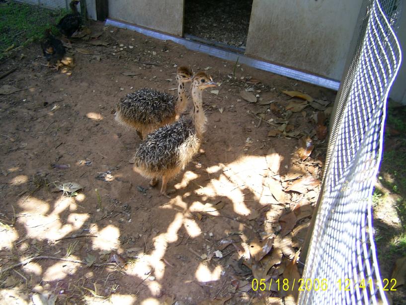 Ostrich Chicks