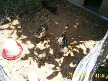 Ostrich Chicks